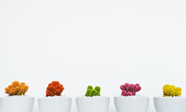 Different colors of cacti in white vases on a white background | Luxury Homes by Brittany Corporation