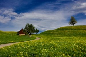 A serene picture of the Swiss grasslands with the sun touching the flowers and cattle roaming freely in the fields | Luxury Homes by Brittany Corporation