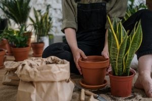 girl setting up indoor plants as her hobby at home in their luxury house as an eco-friendly lifestyle practice