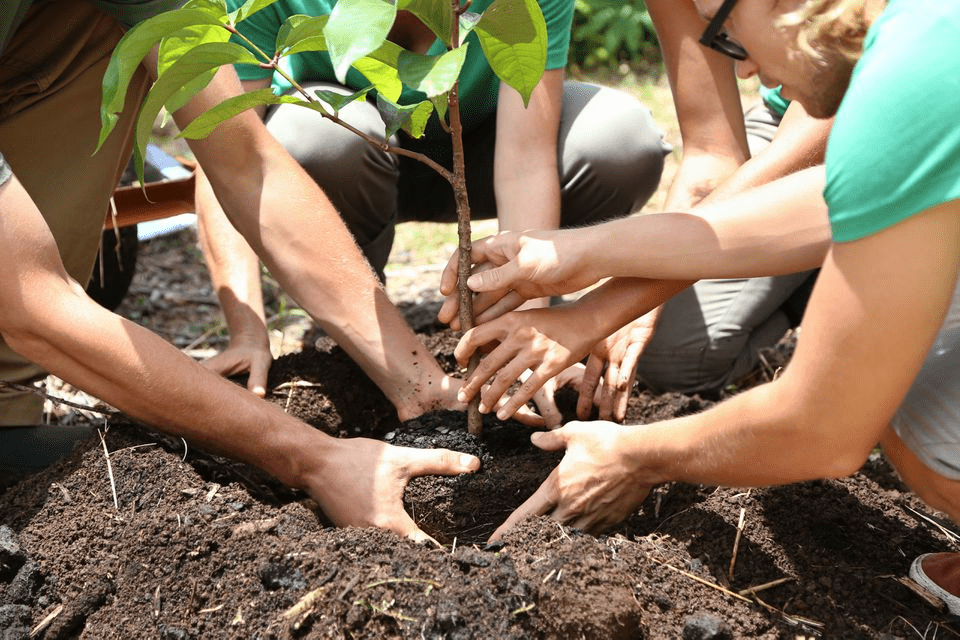 Western community of groups of white adults and teenagers planting a green leafy small tree baby plant together, into the brown fertile soil, with extended arms to show collaboration and helping each other to be eco-friendly