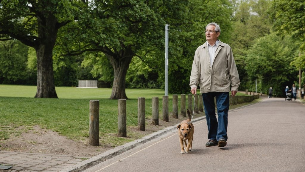 Old retired latin-american latino brown man with white gray hair in khaki long sleeves jacket, white collared polo shirt, blue denim jeans, and black loafers, walking his golden brown potcake aspin dog along the pavement road by the clean green grassy park with big old trees