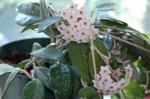 Hoya Carnosa indoor plant with dark green leaves with pink and red flowers on numerous stems, in a black pot | Luxury Homes by Brittany Corporation