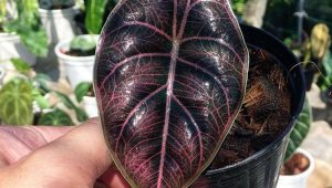 Potted shimmery, chocolate-colored Alocasia Azlanii houseplant with purple veins, held by a hand among other potted plants | Luxury Homes by Brittany Corporation