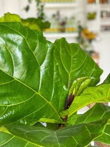 Macro shot of leafy bright green expensive house plant Fiddle Leaf Fig indoor plant | Luxury Homes by Brittany Corporation