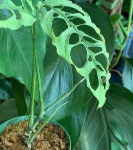 Potted bright green Monstera Oblique plant with holes in the leaves, surrounded by other leafy expensive house plants | Luxury Homes by Brittany Corporation