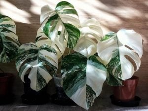 The expensive houseplant called the Potted Variegated Monstera Delicosa or Swiss Cheese plants with green and white leaves, against a wooden wall | Luxury Homes by Brittany Corporation