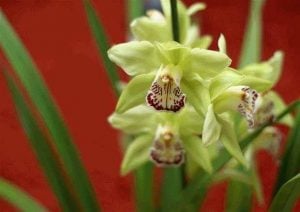 Yellow and purple Shenzhen Nongke Orchid with long green spiky leaves against a red background | Luxury Homes by Brittany Corporation