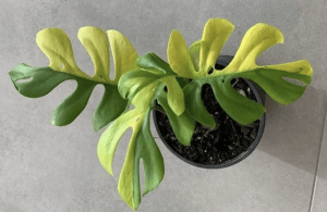 Potted indoor expensive house plant Philodendron Minima plant with three bicolor leaves in green and yellow | Luxury Homes by Brittany Corporation