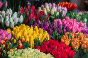 Bouquets of arranged colorful tulips bundled by color | Luxury Homes by Brittany Corporation