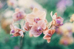 Orange orchids with purple lips growing in a bush can be an indication of the language of flowers | Luxury Homes by Brittany Corporation