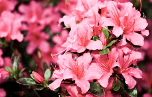 Macro shot of pink azalea flowers | Luxury Homes by Brittany Corporation