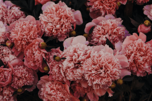 A bunch of full-grown pink carnations | Luxury Homes by Brittany Corporation