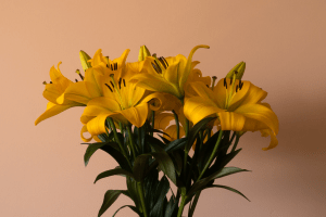 A vase of tall yellow lilies indoors | Luxury Homes by Brittany Corporation