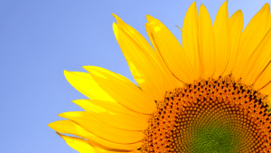 Sunflowers are one of the best sources for Vitamin D | Luxury Homes by Brittany Corporation