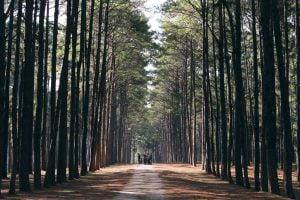 The 35000 pinetrees in Crosswinds Tagaytay