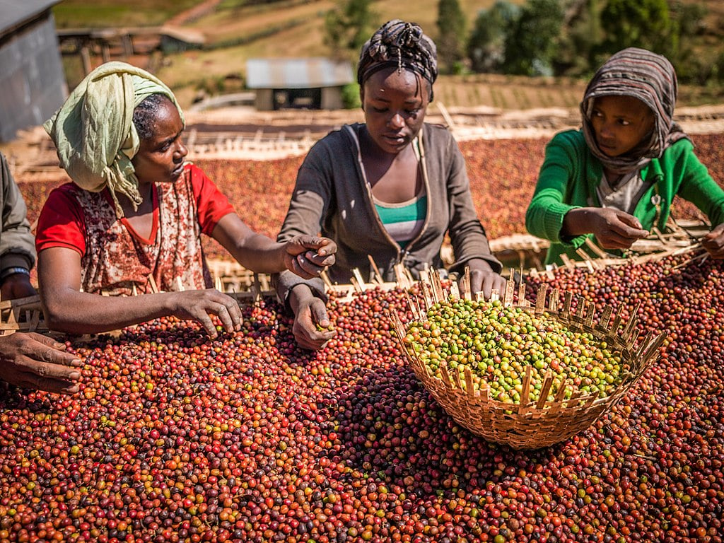 Three women sorting coffee beans in ethiopia | Luxury homes by brittany corporation