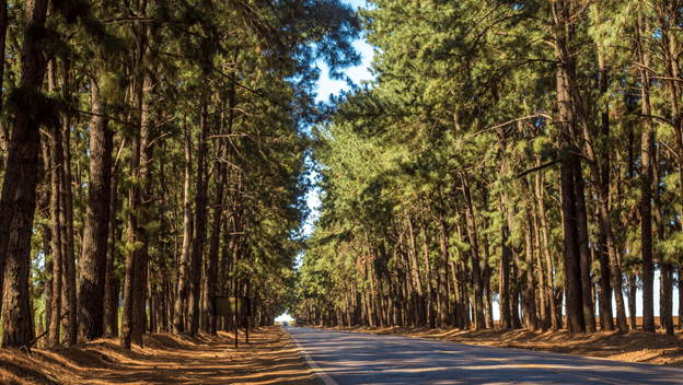 pine tree forest trail in crosswinds tagaytay | luxury homes by brittany corporation 