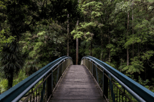 Bridge on the way to a pine tree forest | Luxury Homes by Brittany Corporation