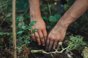 Man tending to soil to keep his plants healthy