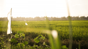 Vast humid field of grass | Luxury Homes by Brittany Corporation