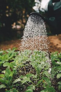 Watering healthy plants with composted fertilizer | Luxury Homes by Brittany Corporation