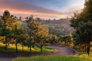 pine tree lined pathway road to luxury development at the mountainside as perfect place for a covid response | luxury homes by brittany corporation