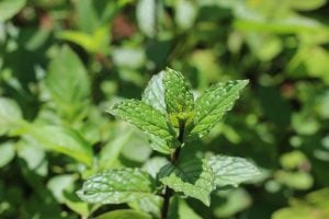 Peppermint plant with leaves to create 