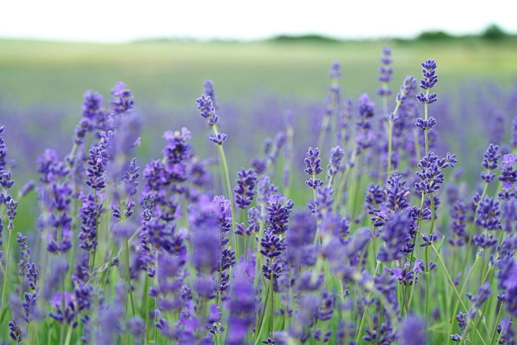 Field of lavender flower plants in a landscape | luxury lifestyles and homes by brittany corporation
