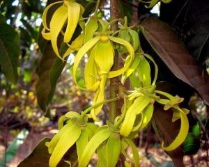 Ylang-ylang flowers of Cananga Odorata tree in a tropical forest | luxury homes by brittany corporation