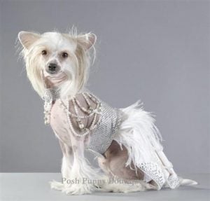 6.Couture Futuristic Royal Harness Dress on white expensive dog | luxury homes by Brittany Corporation