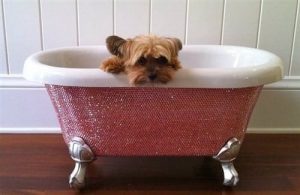 7.Swarovski Crystal Dog Bath with tiny teddybear dog | luxury lifestyles and homes by Brittany Corporation