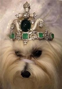 White pet dog with jeweled tiara or crown as expensive jewelry for animals | luxury lifestyles and homes by Brittany Corporation