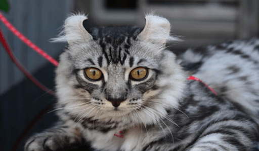 Cat sales breeds philippines