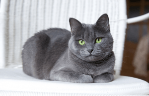 gray russian blue cat with green eyes laying down on a white bed in a luxury home | luxury homes by brittany corporation