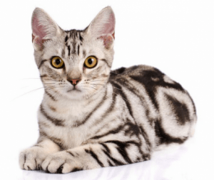 black and white mini tiger american shorthair cat in a luxury condominium floor | luxury homes by brittany corporation