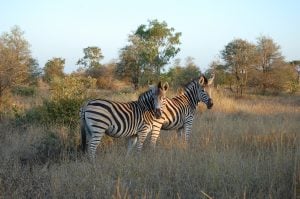 2 zebras in the middle of grasslands at kruger national park | Luxury Homes by Brittany Corporation