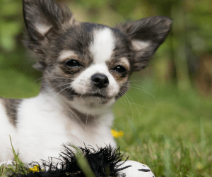 A grey and white coated Chihuahua | Luxury Homes by Brittany Corporation