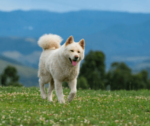 Japanese and American variants of Akitas are some of the most loyal dogs in the world | Luxury Homes by Brittany Corporation