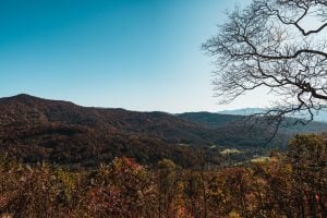 Asheville Forest live luxury homes for vegan travel dry land with a dead tree on the right | luxury homes by brittany corporation