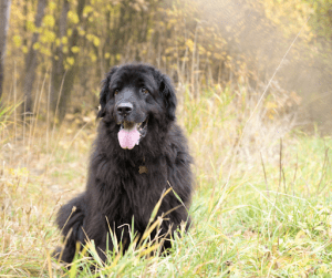 Black coated Newfoundland | Luxury Homes by Brittany Corporation