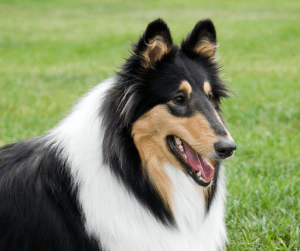 Lassie is one of the most popular dogs and Collies are some of the most sought-after dog breeds for their loyalty | Luxury Homes by Brittany Corporation