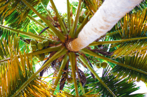 Coconut tree as source of virgin coconut oil - Luxury Homes by Brittany