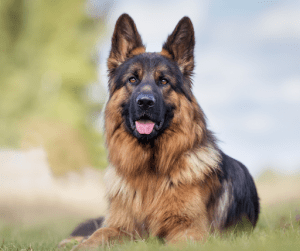 The German Shepherd is one of the most loyal dog breeds one can have | Luxury Homes by Brittany Corporation