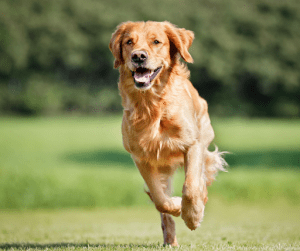 Golden Retriever playing in an open field of grass