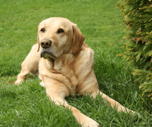 A Labrador Retriever with a gold coat playing on the grass | Luxury Homes by Brittany Corporation