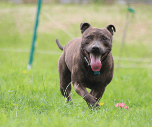 Staffordshire Bull Terrier | Luxury Homes by Brittany Corporation