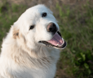 Great Pyrenees is another breed of loyal dogs that are known to be gentle and good with children | Luxury Homes by Brittany Corporation