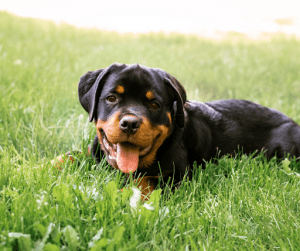 Young black Rottweiler on grass | Luxury Homes by Brittany Corporation