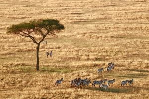 a group of Zebras on the grasslands of Serengeti National Park | Luxury Homes by Brittany Corporation