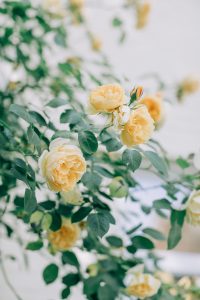 yellow luxury roses | luxury homes by Brittany Corporation